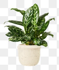 Chinese evergreen plant png mockup in a ceramic pot