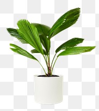 Ruffled fan palm png mockup