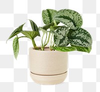 Silver lady pothos png mockup in a ceramic pot