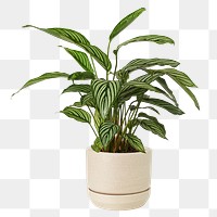 Calathea vittata png mockup in a ceramic pot