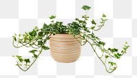 Devil's ivy png mockup in a ceramic pot