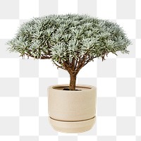 Crossostephium bonsai png plant mockup