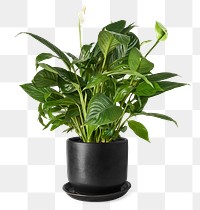 Peace lily png mockup in a ceramic pot