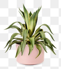 Agave png plant mockup in a ceramic pot