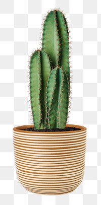 Blue columnar cactus png mockup