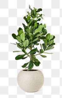 Clusia png plant mockup in a ceramic pot