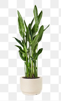 Bird of paradise plant png mockup