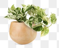 Marble queen pothos png mockup in ceramic pot