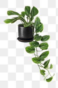 Philodendron opacum png mockup in a ceramic pot