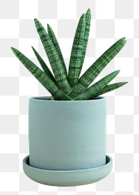 Starfish snake plant png mockup in a ceramic pot