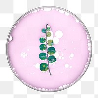 PNG leaf in petri dish natural product