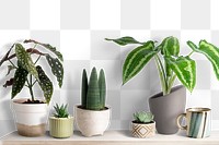 Cute small plants mockup png on a shelf