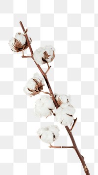 Dried natural cotton branch transparent png