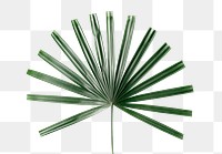 Fresh green palm leaf design element