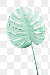 Monstera leaf painted in mint green element transparent png