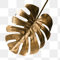 Shiny golden monstera leaf transparent png