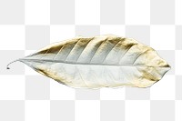 Leaf painted in gold and white design element