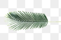 Fresh green areca palm leaf design element