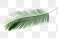 Fresh green areca palm leaf design element
