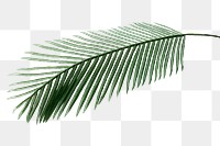 Fresh green areca palm leaf design element