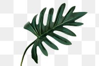 Philodendron xanadu leaf design element