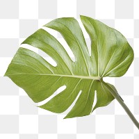 Split leaf philodendron, monstera plant element transparent png