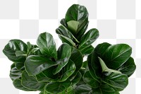 Fiddle-leaf fig plant design element