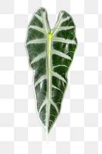 Amazonian Elephant Ear leaf design element