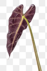 Purple underneath of Amazonian Elephant Ear leaf design element