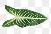 Tropical Alocasia leaf design element