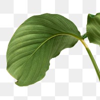 Calathea Orbifolia leaf design element