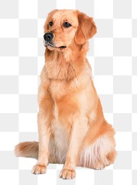 Golden retriever png, dog sticker