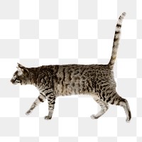 Walking cat png sticker, pet image on transparent background