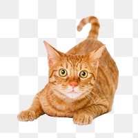 Ginger cat png sticker, pet image on transparent background