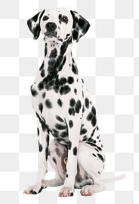 Dalmatian sitting png, dog sticker