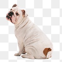 English bulldog png, dog sticker