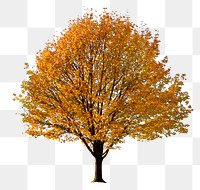 Autumn tree png, nature sticker