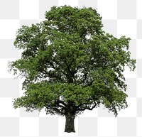 Big tree png, nature sticker