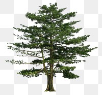 Big tree png, nature sticker