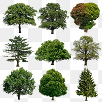 Tree png, nature sticker set