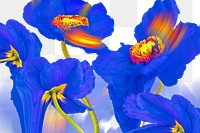 Floral background PNG, blue flower trippy abstract design