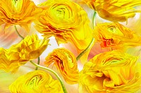 Floral background PNG, yellow flower trippy abstract design