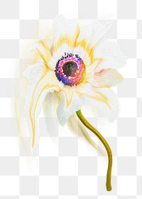 Flower PNG anemone sticker, pastel white trippy psychedelic art