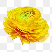 Yellow flower PNG sticker, colorful buttercup trippy psychedelic art