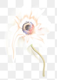 Flower PNG anemone sticker, pastel white trippy psychedelic art