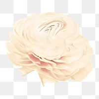 Beige flower PNG sticker, pastel buttercup trippy psychedelic art