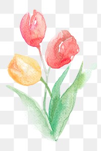 Tulip png pink flower watercolor spring seasonal graphic