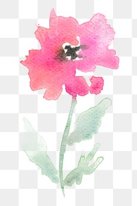 Pink png poppy flower watercolor spring seasonal graphic