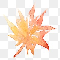 Maple png leaf autumn watercolor in orange seasonal graphic