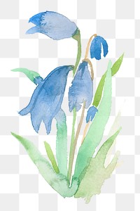 Blue png early scilla flower watercolor winter seasonal graphic